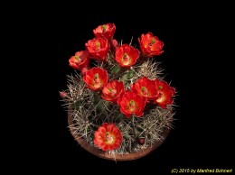 Echinocereus triglochidiatus ssp. gonacanthus 731